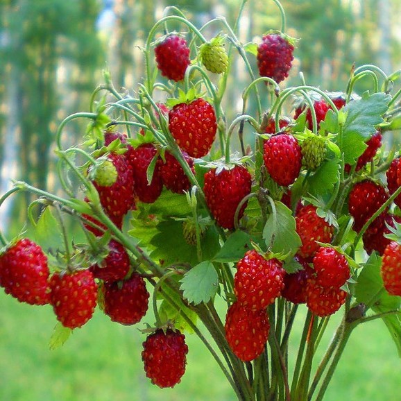 Земляника лесная Барон Солемахер